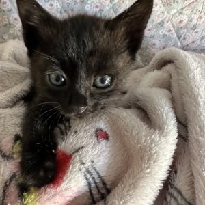 고양이 주인을 찾습니다 기타묘종 경상남도 밀양시