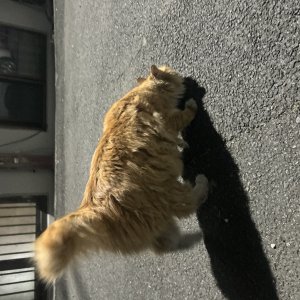 고양이 주인을 찾습니다 기타묘종 경기도 성남시 중원구