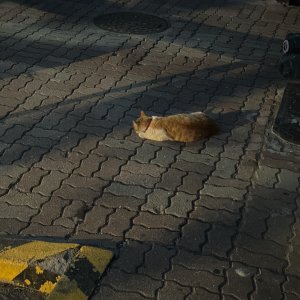 고양이 주인을 찾습니다 코리아쇼트헤어 서울특별시 구로구