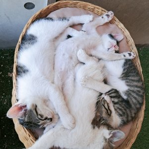고양이 주인을 찾습니다 기타묘종 충청남도 공주시