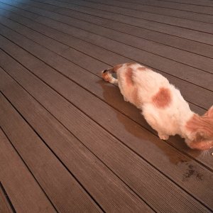 고양이 주인을 찾습니다 믹스묘 전라북도 전주시 덕진구