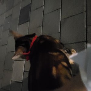 고양이 주인을 찾습니다 코리아쇼트헤어 경기도 고양시 일산동구