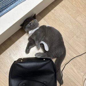 고양이를 찾습니다 먼치킨 서울특별시 관악구