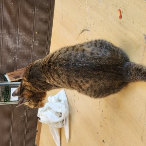 고양이 주인을 찾습니다 기타묘종 제주특별자치도 제주시