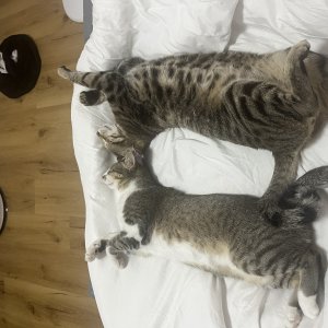 고양이를 찾습니다 벵갈캣 인천광역시 계양구