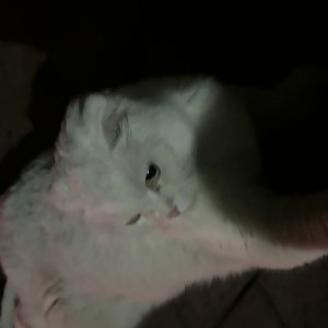고양이 주인을 찾습니다 스코티시폴드 전라북도 전주시 덕진구