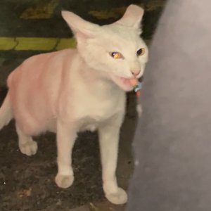 고양이 주인을 찾습니다 기타묘종 인천광역시 부평구