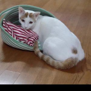 고양이를 찾습니다 코리아쇼트헤어 서울특별시 관악구