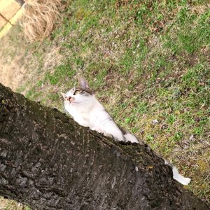 고양이 주인을 찾습니다 코리아쇼트헤어 경기도 파주시