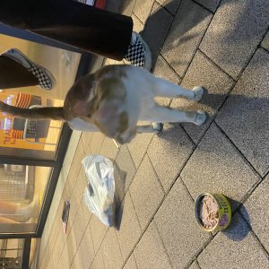 고양이 주인을 찾습니다 기타묘종 경기도 안산시 단원구