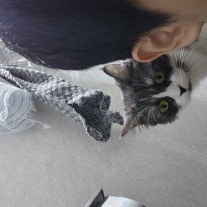 고양이를 찾습니다 먼치킨롱헤어 인천광역시 남동구