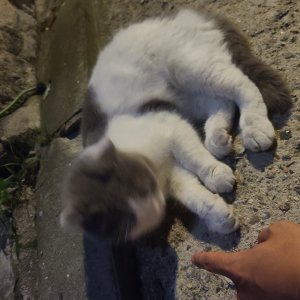 고양이 주인을 찾습니다 기타묘종 서울특별시 성북구