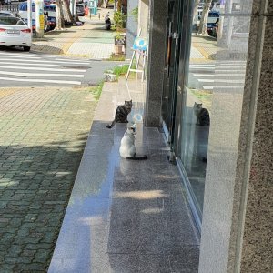 고양이를 찾습니다 코리아쇼트헤어 대구광역시 수성구