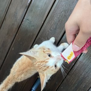고양이 주인을 찾습니다 아메리칸쇼트헤어 서울특별시 중랑구