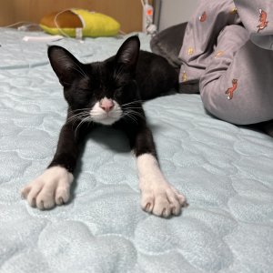고양이를 찾습니다 코리아쇼트헤어 서울특별시 성북구