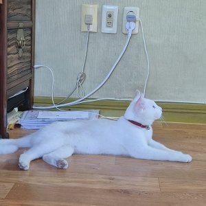 고양이를 찾습니다 코리아쇼트헤어 경상북도 청도군