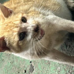 고양이 주인을 찾습니다 코리아쇼트헤어 경기도 이천시