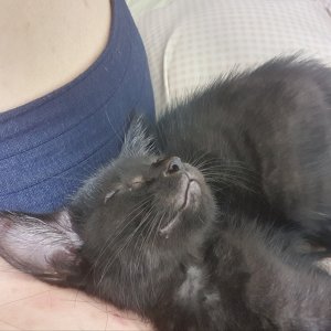 고양이 주인을 찾습니다 기타묘종 충청남도 공주시