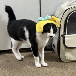고양이를 찾습니다 코리아쇼트헤어 경상남도 양산시
