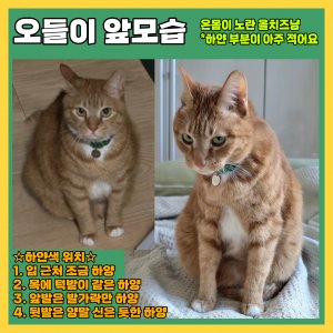 고양이를 찾습니다 코리아쇼트헤어 세종특별자치시 전체