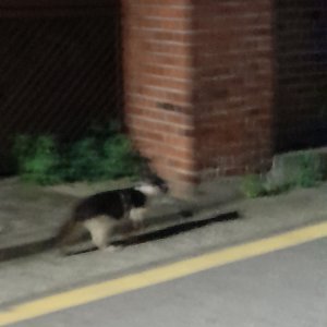 고양이 주인을 찾습니다 기타묘종 서울특별시 송파구