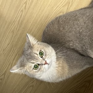 고양이를 찾습니다 브리티시쇼트헤어 경기도 하남시