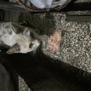 고양이 주인을 찾습니다 기타묘종 서울특별시 용산구