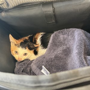 고양이 주인을 찾습니다 코리아쇼트헤어 서울특별시 동작구