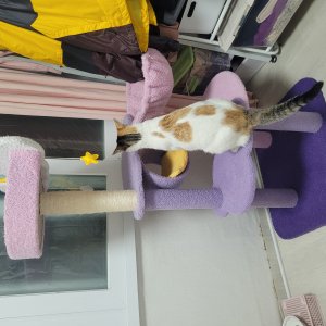 고양이를 찾습니다 코리아쇼트헤어 서울특별시 강서구