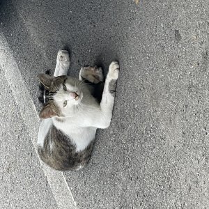 고양이 주인을 찾습니다 코리아쇼트헤어 충청남도 태안군
