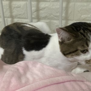고양이를 찾습니다 코리아쇼트헤어 경기도 부천시 소사구