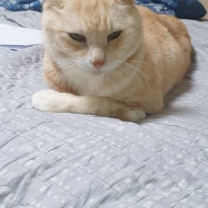 고양이를 찾습니다 기타묘종 서울특별시 은평구