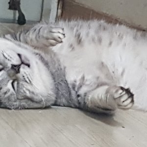 고양이를 찾습니다 아메리칸쇼트헤어 경기도 안산시 상록구