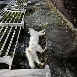 고양이 주인을 찾습니다 터키시앙고라 경기도 평택시