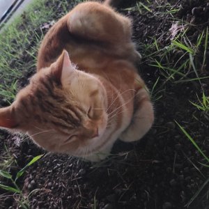 고양이 주인을 찾습니다 코리아쇼트헤어 경상북도 구미시