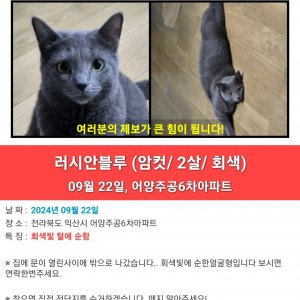 고양이를 찾습니다 러시안블루 전라북도 익산시