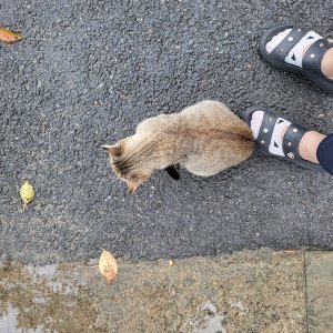 고양이 주인을 찾습니다 코리아쇼트헤어 충청북도 괴산군