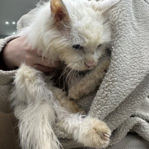 고양이 주인을 찾습니다 기타묘종 서울특별시 양천구