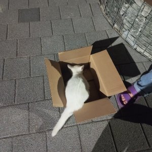 고양이 주인을 찾습니다 기타묘종 대구광역시 달성군