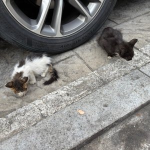 고양이 주인을 찾습니다 기타묘종 경기도 수원시 팔달구