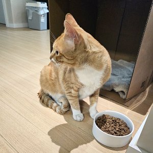 고양이 주인을 찾습니다 코리아쇼트헤어 인천광역시 부평구