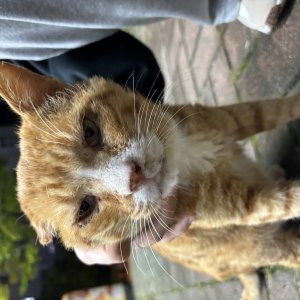 고양이 주인을 찾습니다 기타묘종 광주광역시 광산구