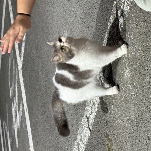 고양이 주인을 찾습니다 기타묘종 경상북도 경산시