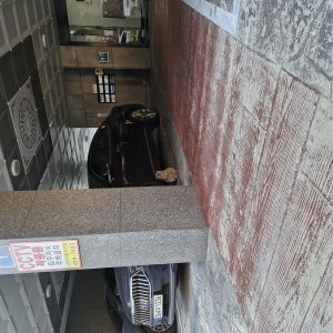 고양이 주인을 찾습니다 기타묘종 경기도 안산시 상록구