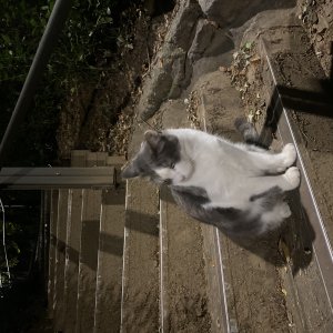 고양이 주인을 찾습니다 기타묘종 서울특별시 강남구