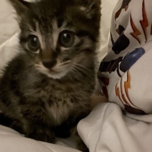 고양이 주인을 찾습니다 코리아쇼트헤어 광주광역시 광산구