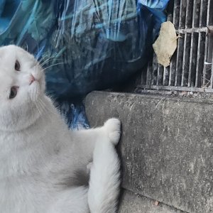 고양이 주인을 찾습니다 터키시앙고라 서울특별시 관악구