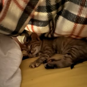 고양이 주인을 찾습니다 기타묘종 경기도 성남시 중원구