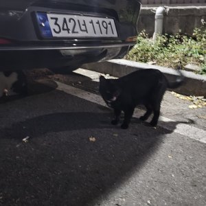 고양이 주인을 찾습니다 기타묘종 인천광역시 부평구