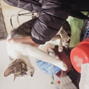 고양이 주인을 찾습니다 코리아쇼트헤어 대전광역시 대덕구